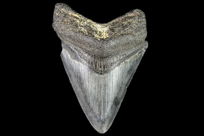 Juvenile Megalodon Tooth - Georgia #111609
